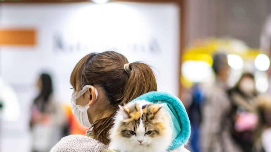 Crean una aplicación en Japón para reconocer el dolor de los gatos