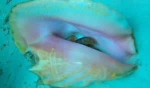 Estas son las especies que entran en periodo de veda a partir de julio