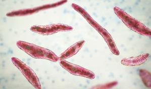 Siete muertos en EE.UU. por brote de meningitis fúngica relacionada con clínicas en México