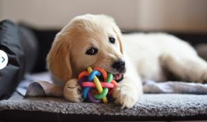 Cómo elegir el juguete adecuado para tu mascota