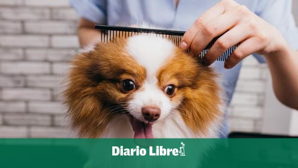 Cuidado de la piel y el pelaje de tu mascota: tips prácticos