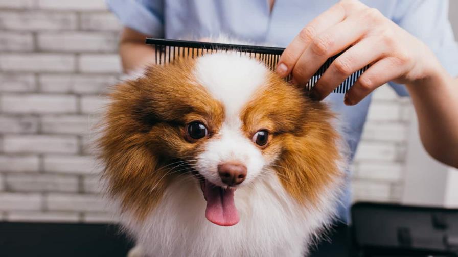 Cuidado de la piel y el pelaje de tu mascota: consejos prácticos