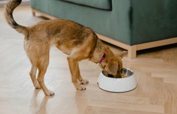 Alimentación balanceada para perros y gatos: consejos prácticos
