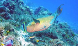 Pez loro seguirá en veda por otros dos años, hasta 2025