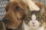 Piden voluntarios para calmar el estrés de perros y gatos por el estruendo del 4 de julio