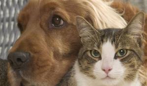 Piden voluntarios para calmar el estrés de perros y gatos por el estruendo del 4 de julio