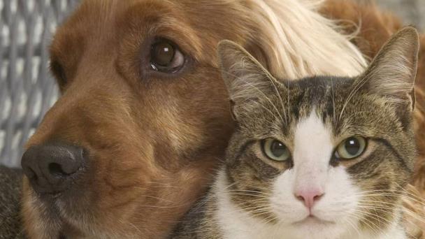 Piden voluntarios para calmar el estrés de perros y gatos por el estruendo del 4 de julio