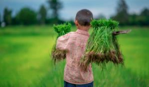 El trabajo infantil sigue como un gran reto en la República Dominicana