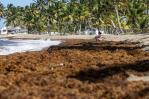 Mesa para la gestión del sargazo en República Dominicana enfrenta desafíos para mitigar crisis