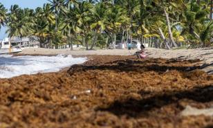 Mesa para la gestión del sargazo en República Dominicana enfrenta desafíos para mitigar crisis