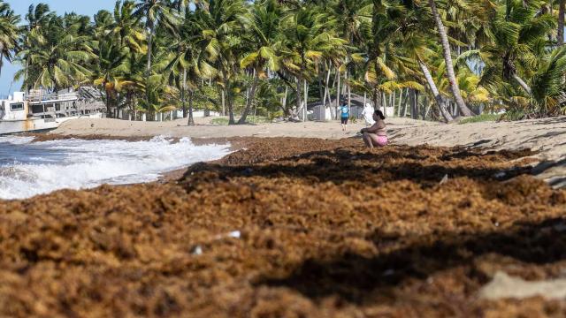 Mesa para la gestión del sargazo en República Dominicana enfrenta desafíos para mitigar crisis