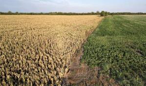 Modelos climáticos subestiman riesgo de malas cosechas simultáneas, según estudio