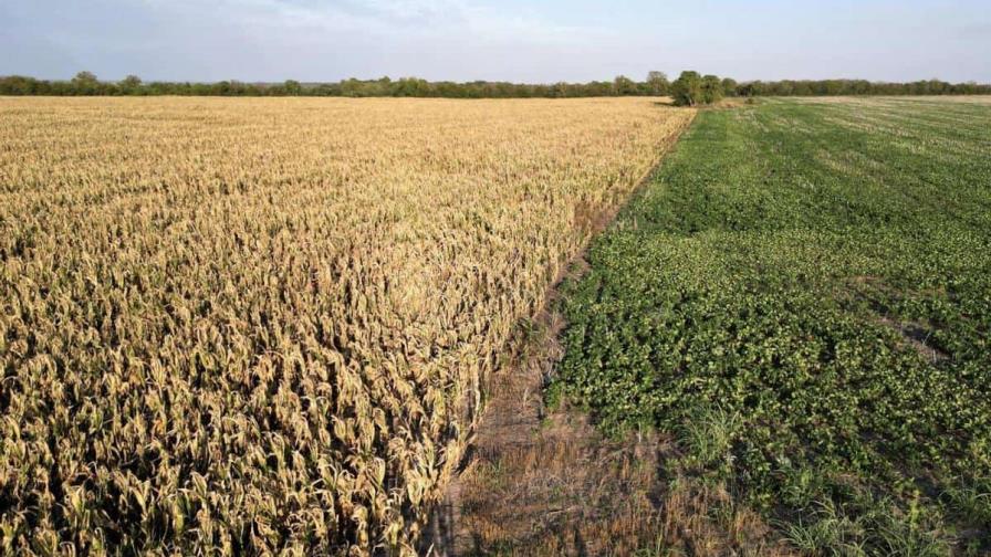 Modelos climáticos subestiman riesgo de malas cosechas simultáneas, según estudio