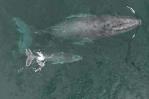 Extraordinario video muestra una ballena amamantando a su cría en Colombia Extraordinario video muestra una ballena amamantando a su cría en Colombia