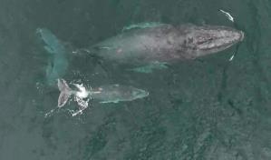 Extraordinario video muestra una ballena amamantando a su cría en Colombia