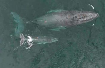 Extraordinario video muestra una ballena amamantando a su cría en Colombia