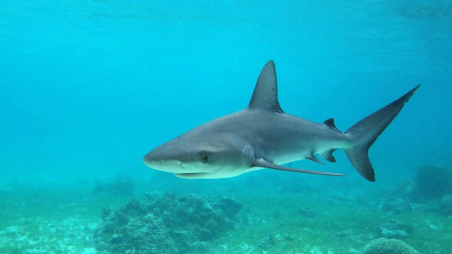 Ecuador: turista gravemente herida tras ataque de tiburón en Galápagos Ecuador: turista gravemente herida tras ataque de tiburón en Galápagos