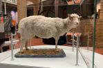 Se cumplen 27 de años de la oveja Dolly, primer animal clonado