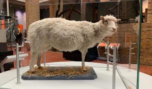 Se cumplen 27 de años de la oveja Dolly, primer animal clonado
