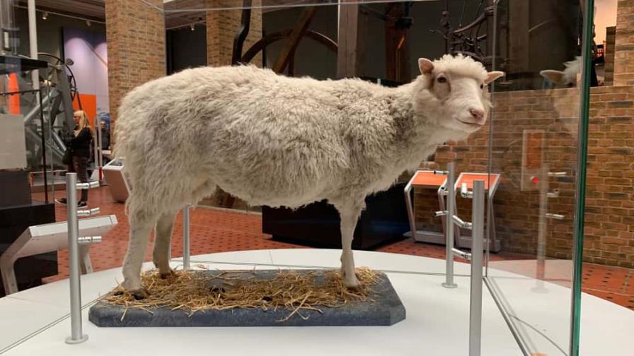 Se cumplen 27 de años de la oveja Dolly, primer animal clonado