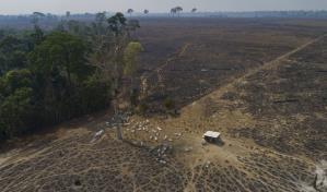 Deforestación en la Amazonía brasileña se reduce 33.6 % en primeros seis meses de gobierno de Lula