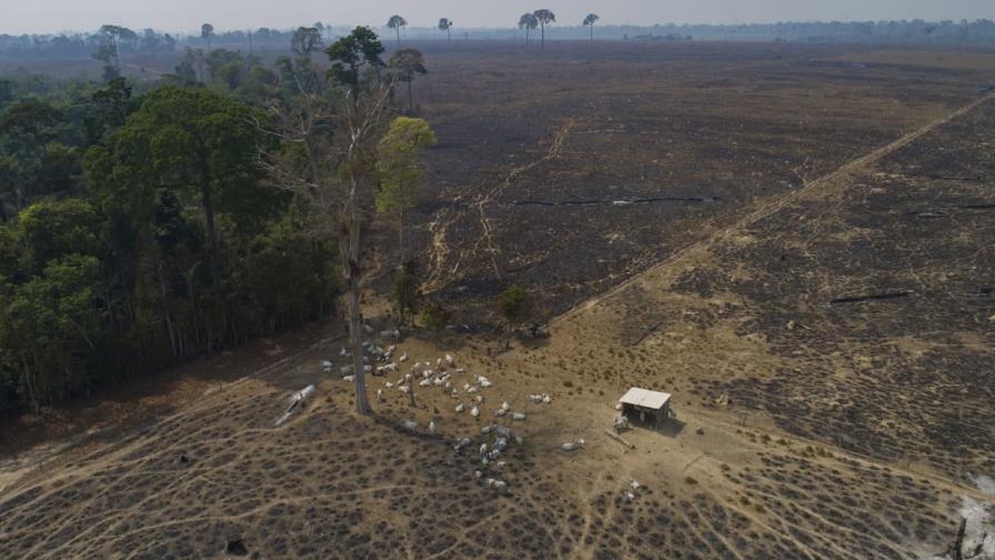 Deforestación en la Amazonía brasileña se reduce 33.6 % en primeros seis meses de gobierno de Lula