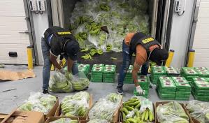 Ocupan 400 paquetes de cocaína en cargamento de guineos verdes en Boca Chica