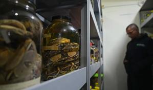 Pequeño bosque de Ecuador compite en diversidad con grandes reservas de la biosfera