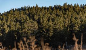 Dictan prisión preventiva contra acusados de falsificar permiso para corte de pinos en Jarabacoa