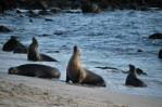 El biobanco que guarda el tesoro genético de las Islas Galápagos El biobanco que guarda el tesoro genético de las Islas Galápagos