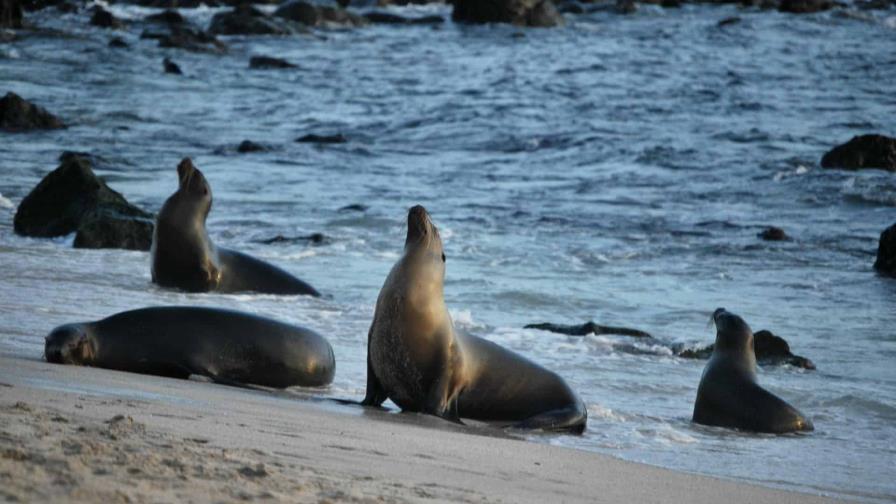 El biobanco que guarda el tesoro genético de las Islas Galápagos