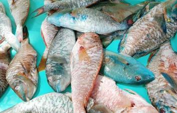 Pescadores con el grito al cielo por extensión de veda del pez loro Pescadores con el grito al cielo por extensión de veda del pez loro