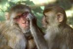 Estudio: comportamiento homosexual en los monos macacos está muy extendido