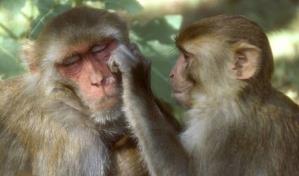 Estudio: comportamiento homosexual en los monos macacos está muy extendido