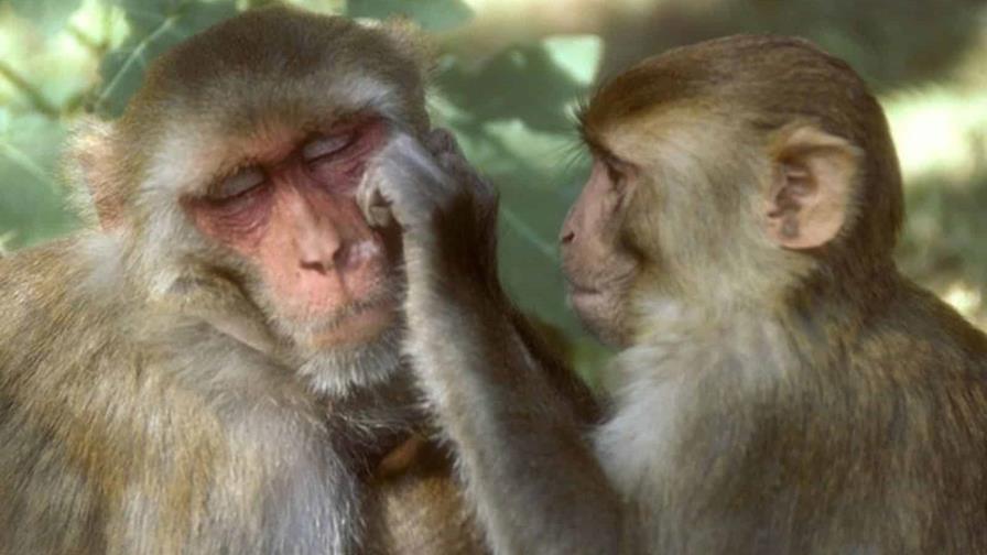 Estudio: comportamiento homosexual en los monos macacos está muy extendido