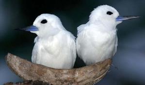 ¿Por qué las aves “se divorcian”?