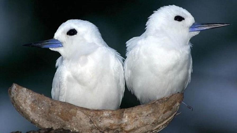 ¿Por qué las aves “se divorcian”?