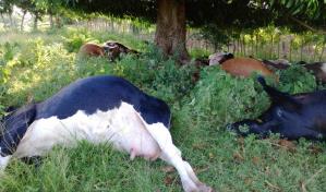 ¿Por qué no se pueden comer las 17 reses muertas por un rayo en Dajabón?