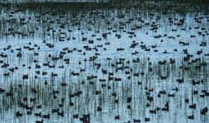 Buscarán consenso para reglamento de cacería en República Dominicana