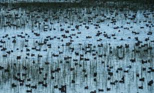 Buscarán consenso para reglamento de cacería en República Dominicana