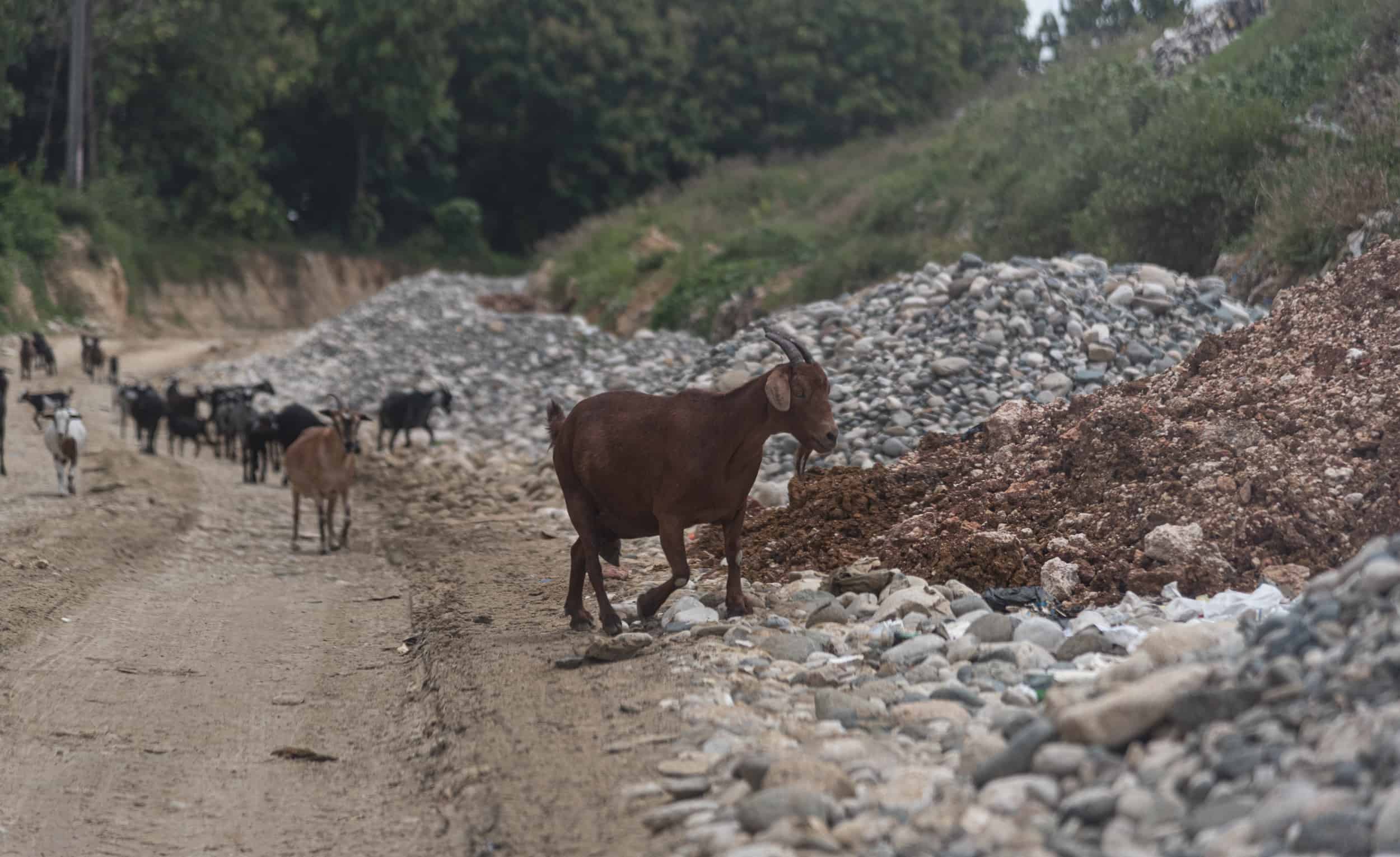 Por el lugar hay crianza de chivos