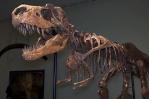 Dos esqueletos de dinosaurio se venderán en subasta en Nueva York Dos esqueletos de dinosaurio se venderán en subasta en Nueva York