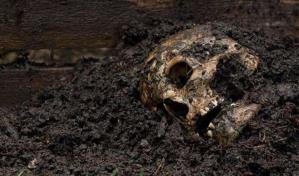 Hallan restos humanos en municipio del estado mexicano de Nuevo León