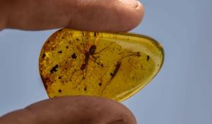 La minería del ámbar aún en proceso para revivir tras levantarse prohibición