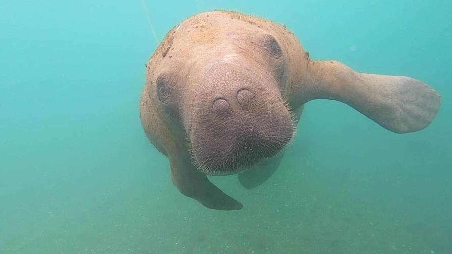 Captan en un video a un surfista encima de la manatí Lupita