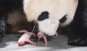 Corea del Sur registra su primer nacimiento de pandas gemelos