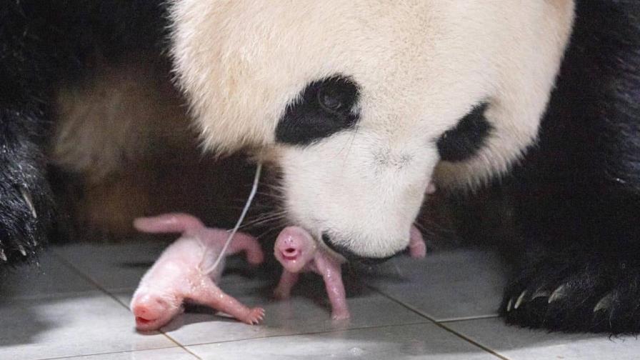 Corea del Sur registra su primer nacimiento de pandas gemelos