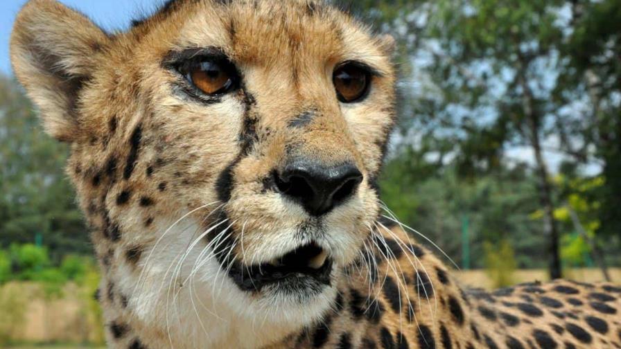 Muere el séptimo de los 20 guepardos introducidos en la India para recuperar la especie