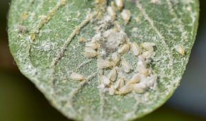 Ministerio de Agricultura inicia vedas para eliminar cultivos de mosca blanca en Azua