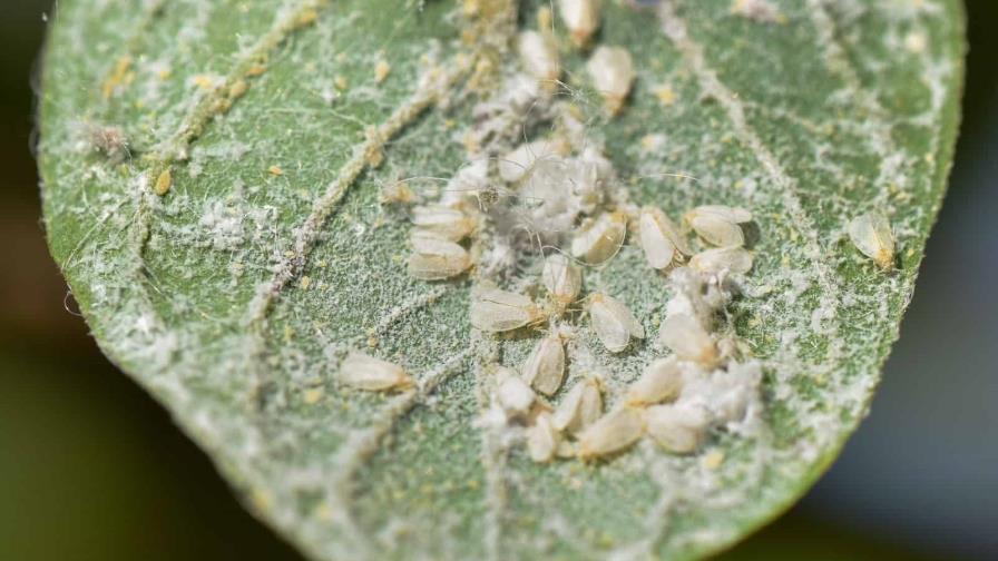 Ministerio de Agricultura inicia vedas para eliminar cultivos de mosca blanca en Azua